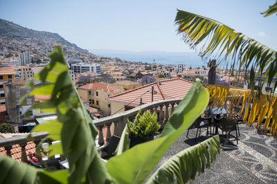 Panoramic view of palm trees and buildings against sky