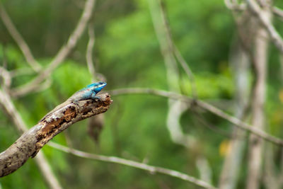 Close-up of a bird perching on branch