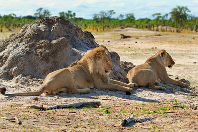 Lions resting by rock formation in hwange national park on sunny day