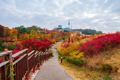 Footpath amidst plants against sky