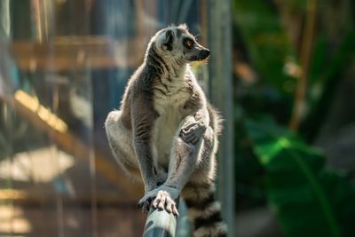 Close-up of meerkat looking away