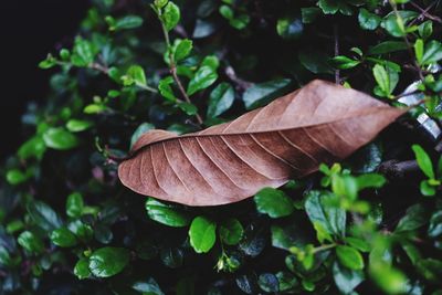 Close-up of fresh green plant