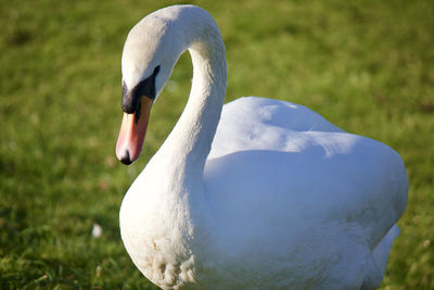 Close-up of white swan