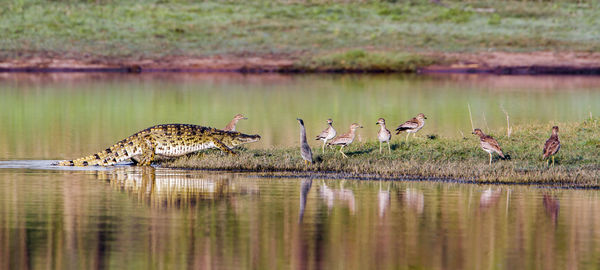 Crocodile walking towards birds on lakeshore