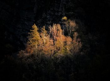 Trees on landscape at night