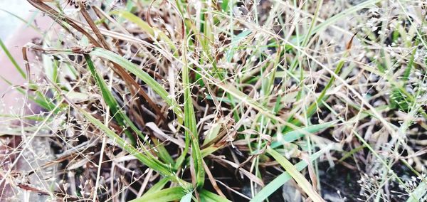 High angle view of plants growing on field