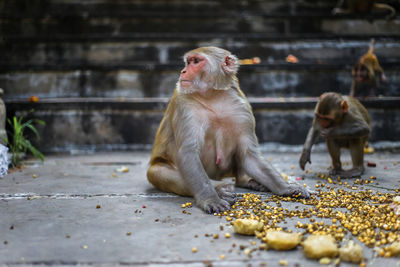 Close-up of monkey