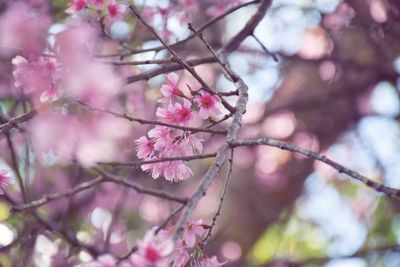 Close-up of pink flowers on branch