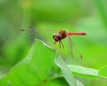 Close-up of insect on leaf