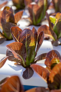 Close-up of hand holding leaves