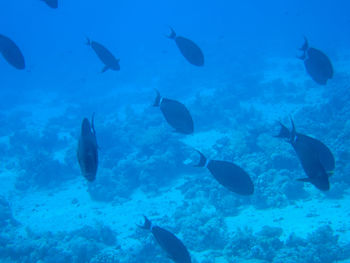 Fishes swimming in sea