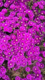 High angle view of purple flowers blooming outdoors