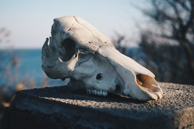 Close-up of skull against sky