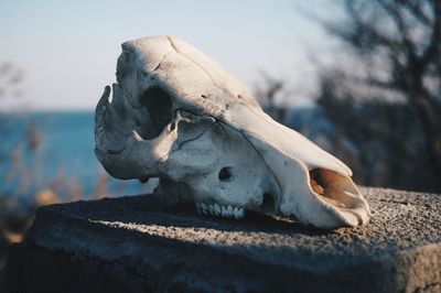 Close-up of horse against sky