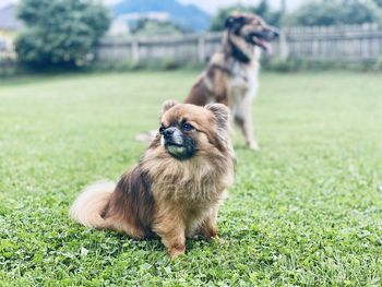 Portrait of dog on field