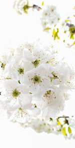 Close-up of white cherry blossom tree