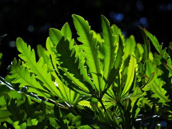 green