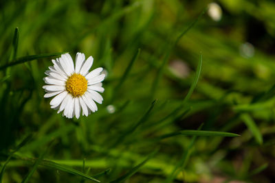 Close-up of white daisy flower