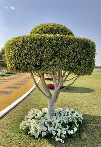 Flowering plant against clear blue sky in park