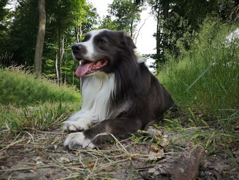 Dog sitting on field
