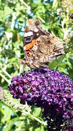 Close-up of butterfly pollinating on purple flower