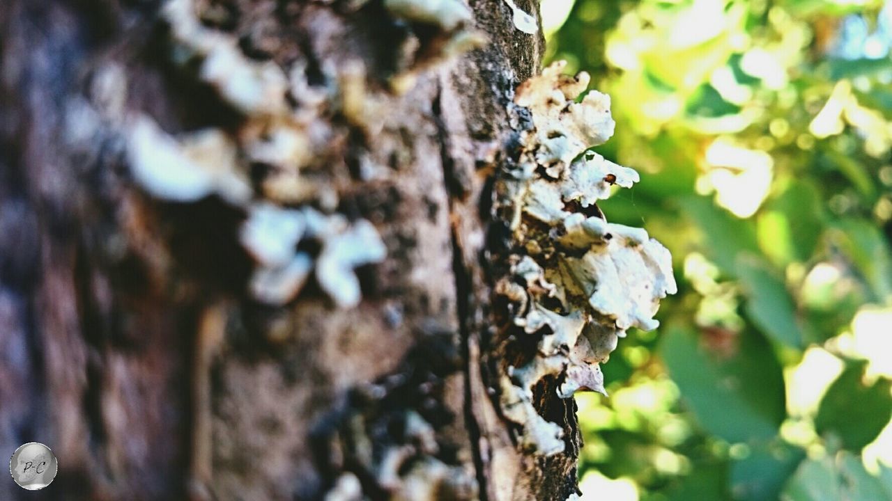 tree, focus on foreground, tree trunk, close-up, nature, growth, selective focus, forest, fungus, day, branch, beauty in nature, outdoors, bark, no people, tranquility, textured, moss, mushroom, fragility