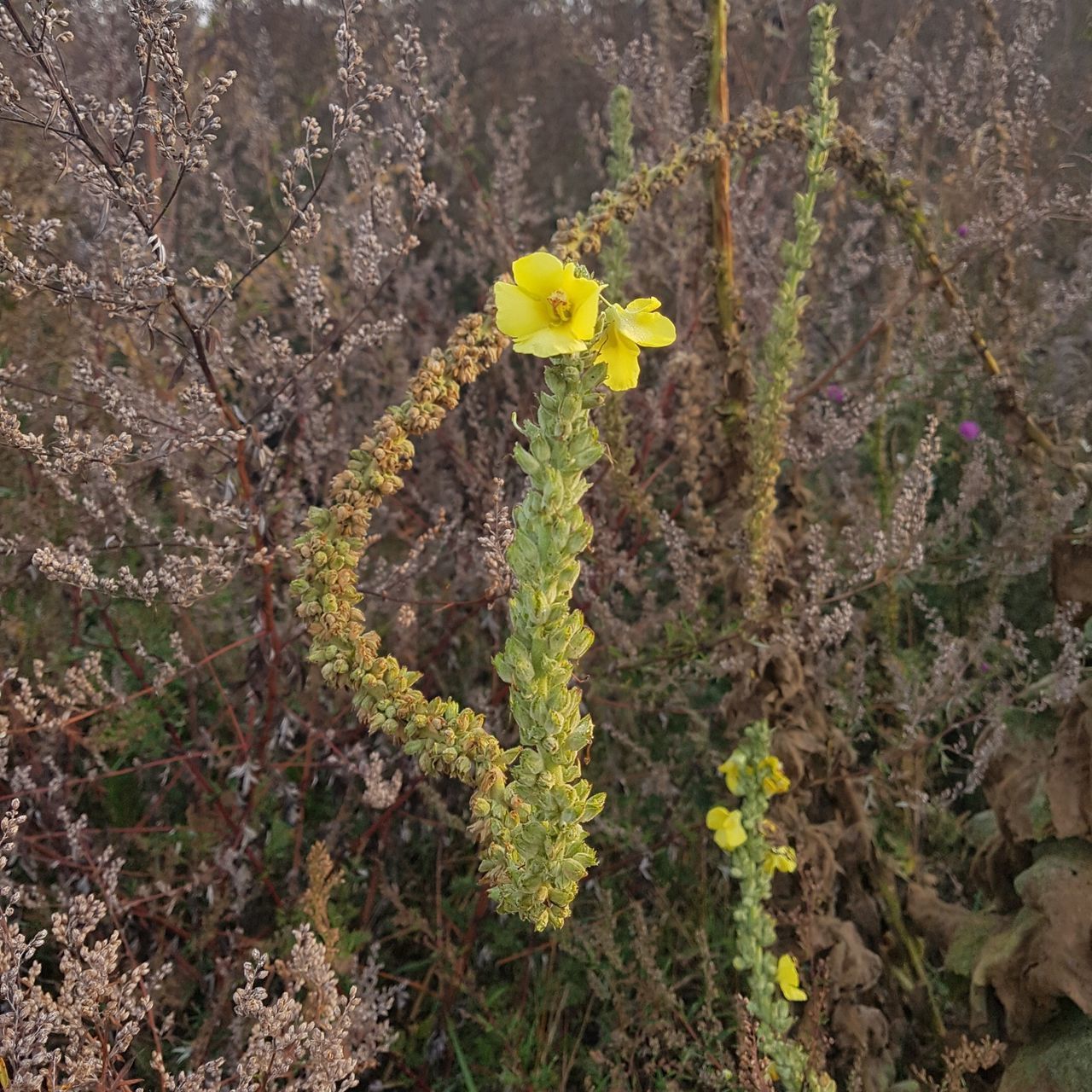 CLOSE-UP OF YELLOW FLOWER GROWING IN PLANT