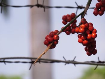 Close-up of berries on branch