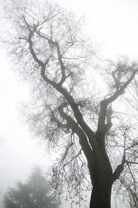 Low angle view of silhouette bare tree against sky