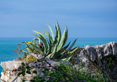 Plants growing on rocks by sea against sky