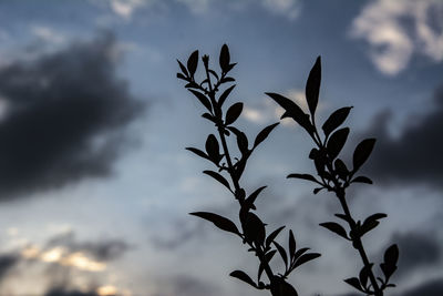 Low angle view of silhouette plant against sky