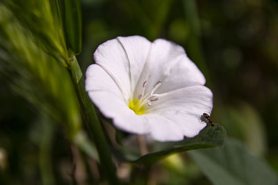 Close-up of white flowering plant