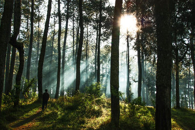 Rear view of man standing by trees in forest