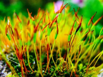 Close-up of fresh green grass