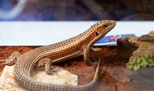 Close-up of lizard on glass