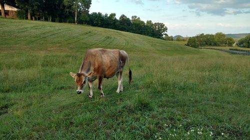 Horse grazing on field