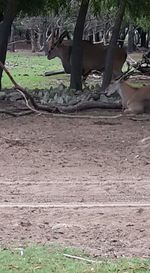 View of tree trunk