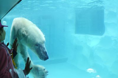 People swimming in aquarium