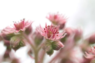 Close-up of pink flowering plant