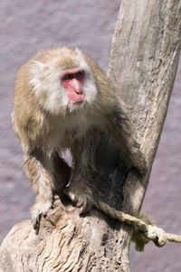 Close-up of monkey on tree trunk