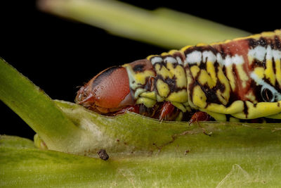 Close-up of insect