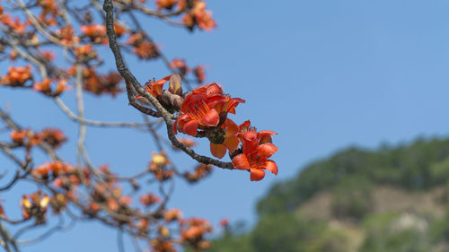 Close-up of red flowering plant against sky