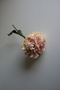 Close-up of pink rose in vase against white background