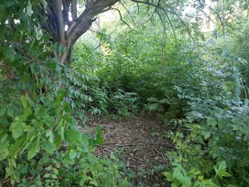 Trees growing in forest