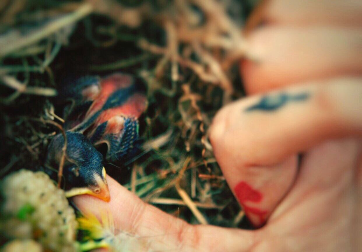 one person, one animal, animal wildlife, selective focus, human body part, holding, childhood, real people, close-up, child, vertebrate, animals in the wild, human hand, day, bird, nature, hand, innocence