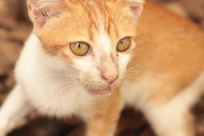 Close-up portrait of a kitten