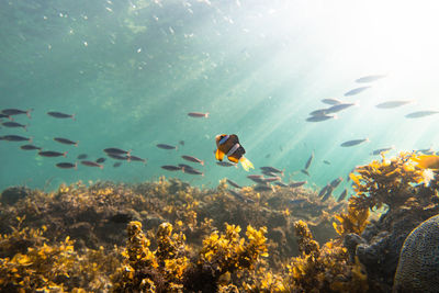 View of fish swimming in sea
