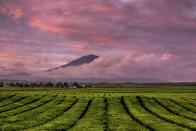 Scenic view of agricultural field against cloudy sky during sunset