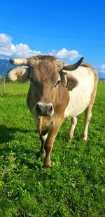Portrait of cow standing on field