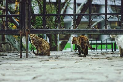 Cats by metallic gate